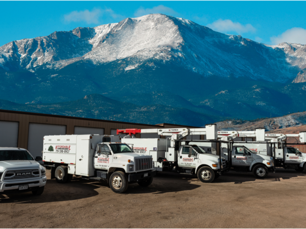 Tree Cutting Services in Colorado Springs